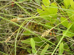 Carex exilis