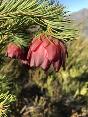 Protea nana