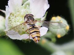 Episyrphus balteatus