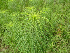 Helianthus salicifolius