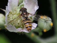 Episyrphus balteatus