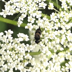 Variimorda villosa