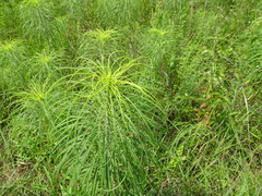 Helianthus salicifolius