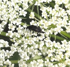 Variimorda villosa