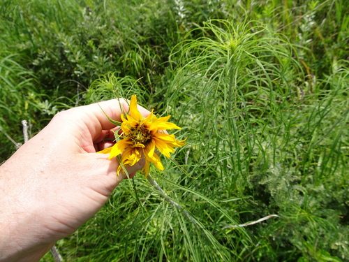 Image of Helianthus salicifolius by (c) Thomas Koffel, some rights reserved (CC BY)