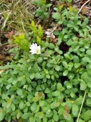 Cerastium alpinum