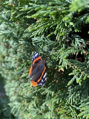Vanessa atalanta