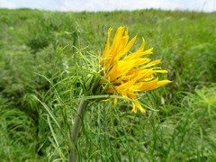 Helianthus salicifolius