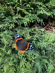 Vanessa atalanta