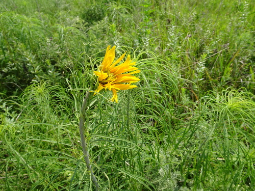 Image of Helianthus salicifolius by (c) Thomas Koffel, some rights reserved (CC BY)