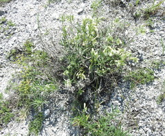 Onosma tanaitica