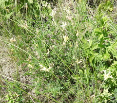 Astragalus albicaulis