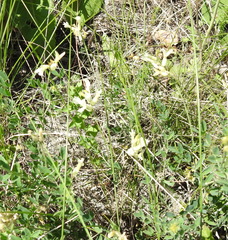 Astragalus albicaulis