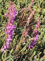 Hedysarum occidentale