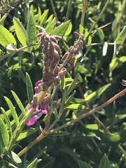 Hedysarum occidentale