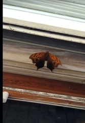 Polygonia interrogationis