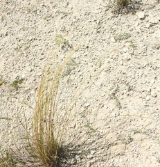 Stipa tirsa