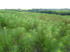 Helianthus salicifolius