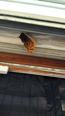 Polygonia interrogationis