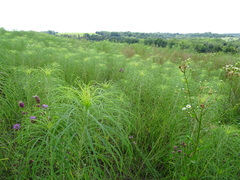 Helianthus salicifolius