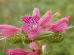 Echium rosulatum