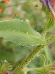 Echium rosulatum