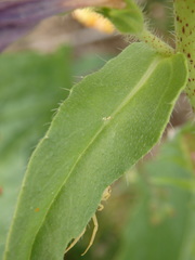 Echium rosulatum