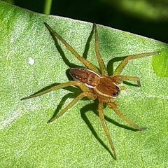 Dolomedes triton