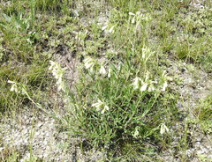 Onosma tanaitica