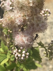 Camponotus novaeboracensis