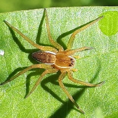 Dolomedes triton
