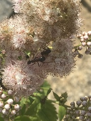 Camponotus novaeboracensis