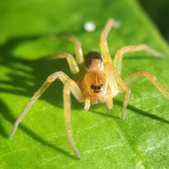 Dolomedes triton