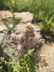 Camponotus novaeboracensis