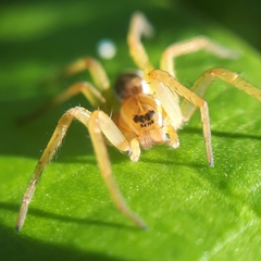 Dolomedes triton