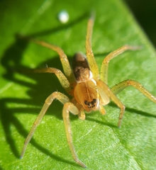 Dolomedes triton