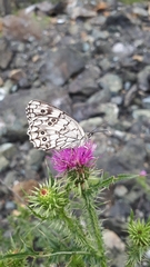 Melanargia larissa