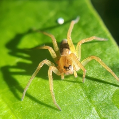 Dolomedes triton