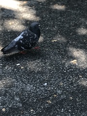 Columba livia