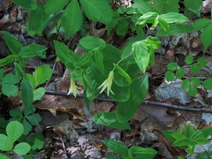 Uvularia perfoliata