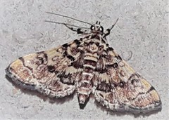 Apogeshna stenialis