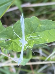 Pterophorus pentadactyla