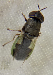 Oplodontha viridula