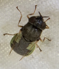 Oplodontha viridula