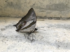 Polyura schreiber