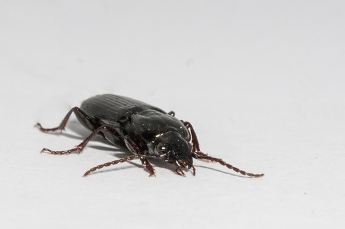 Carabidae
