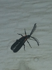 Leptoceletes basalis