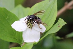 Temnostoma venustum