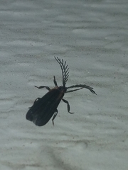 Leptoceletes basalis