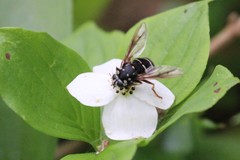 Temnostoma venustum